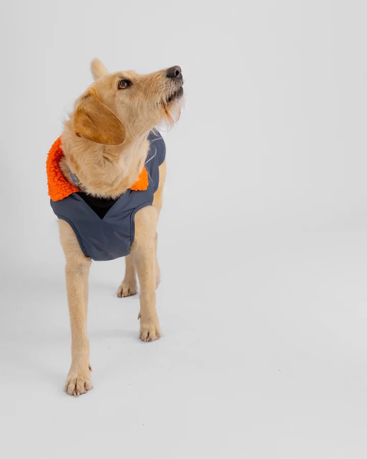 Dog Coat - Veste pour chien Gris / OrangePonchosDryrobe