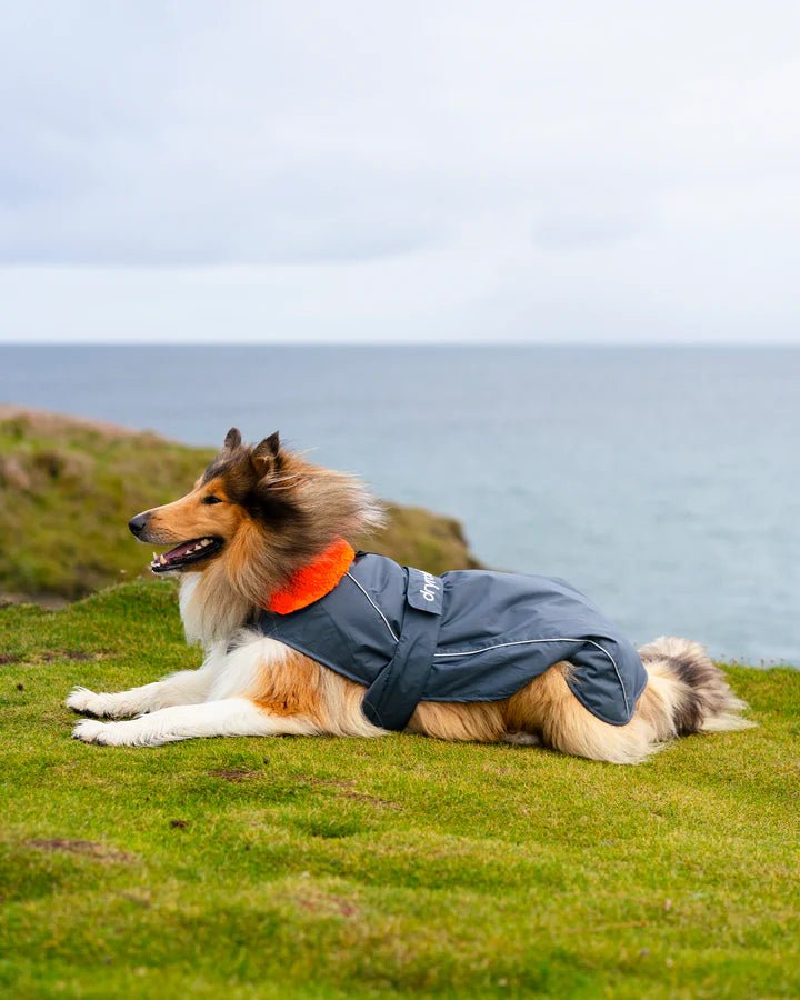 Dog Coat - Veste pour chien Gris / OrangePonchosDryrobe