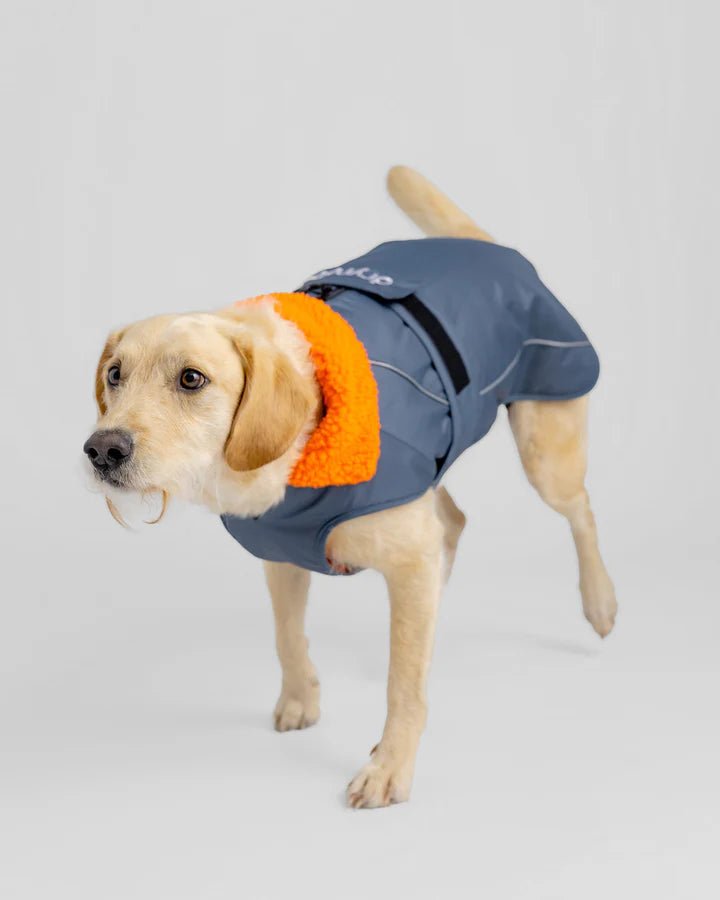 Dog Coat - Veste pour chien Gris / OrangePonchosDryrobe