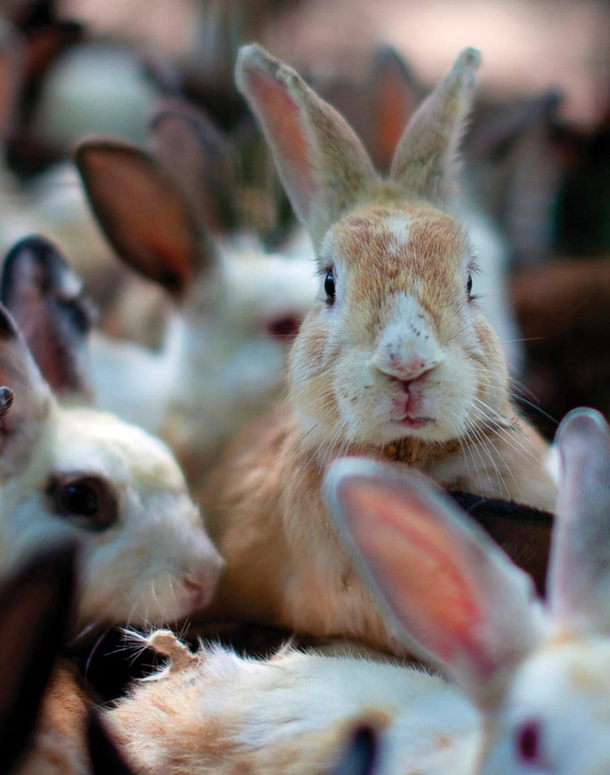 Fashion 2 Bunny Sous Vetement Homme#Sous VêtementsPull - in